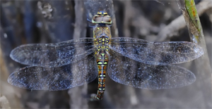 Sulla biologia delle libellule