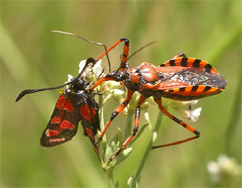 Chiavi di identificazione degli Zygaenidae d''Italia