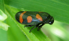 Chiavi di identificazione degli Zygaenidae d''Italia