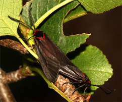 Chiavi di identificazione degli Zygaenidae d''Italia