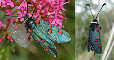 Chiavi di identificazione degli Zygaenidae d''Italia