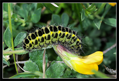 Chiavi di identificazione degli Zygaenidae d''Italia