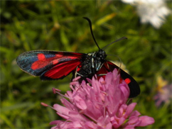 Chiavi di identificazione degli Zygaenidae d''Italia