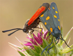 Chiavi di identificazione degli Zygaenidae d''Italia