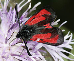 Chiavi di identificazione degli Zygaenidae d''Italia