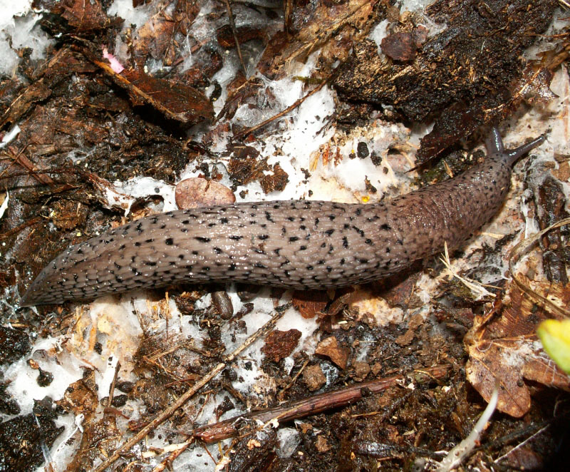 Limax polipunctatus Pollonera 1888