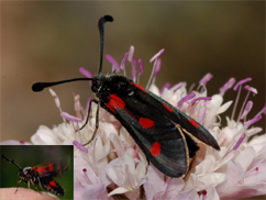 Chiavi di identificazione degli Zygaenidae d''Italia