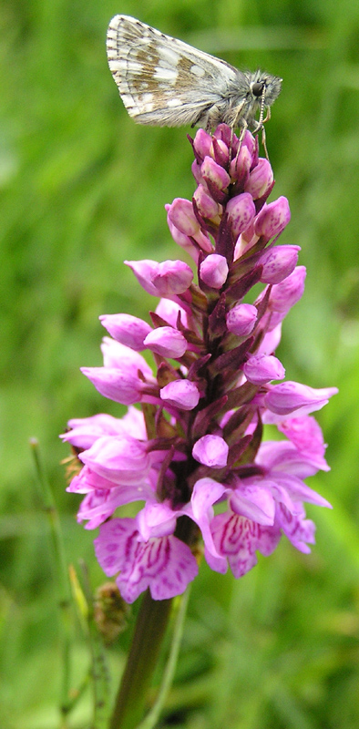 Farfalle e orchidee