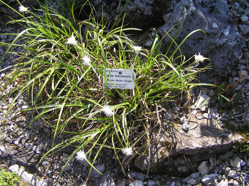 Carex baldensis / Carice del Monte Baldo