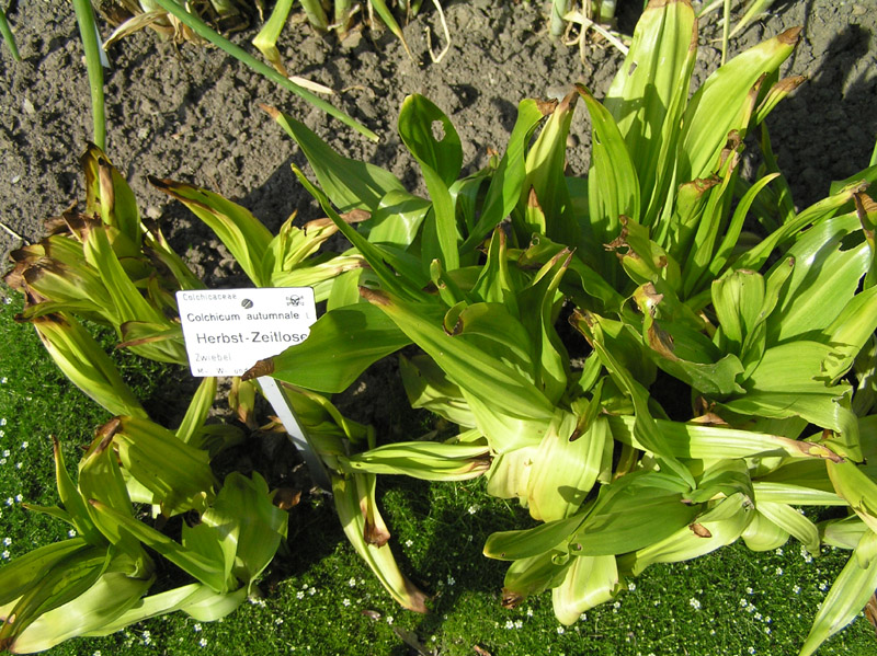 Colchicum cfr. autumnale