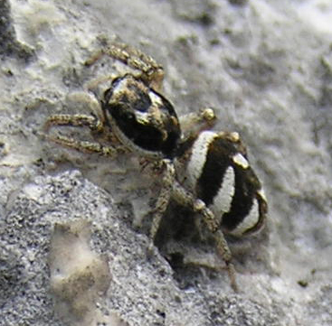 Salticus scenicus (Clerck 1757) - Salisburgo
