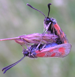 Chiavi di identificazione degli Zygaenidae d''Italia