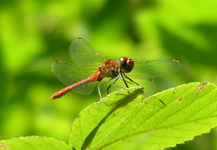 Sympetrum sanguineum  (Mϋller 1764) ?