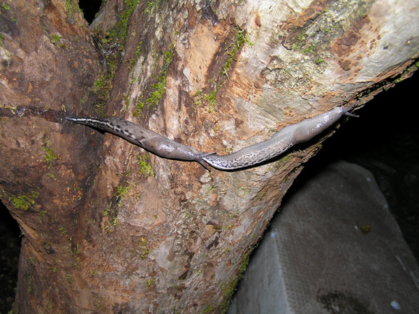 Limax amaliae Bettoni 1870 da Giussago (PV)
