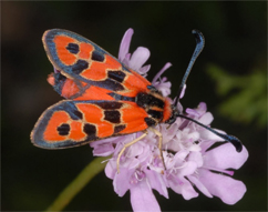 Chiavi di identificazione degli Zygaenidae d''Italia