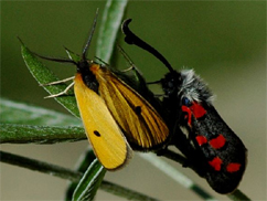 Chiavi di identificazione degli Zygaenidae d''Italia