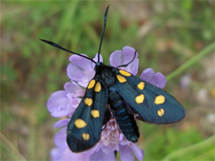 Chiavi di identificazione degli Zygaenidae d''Italia