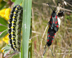 Chiavi di identificazione degli Zygaenidae d''Italia