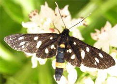 Zygaenidae d''Europa (del FNM)