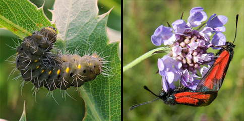 Chiavi di identificazione degli Zygaenidae d''Italia