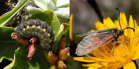 Chiavi di identificazione degli Zygaenidae d''Italia