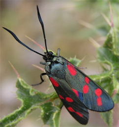 Chiavi di identificazione degli Zygaenidae d''Italia