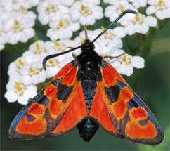 Zygaenidae d''Europa (del FNM)