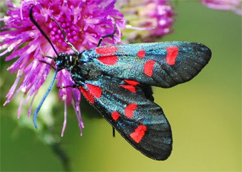 Zygaenidae d''Europa (del FNM)