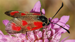 Zygaenidae d''Europa (del FNM)