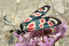 Zygaenidae d''Europa (del FNM)