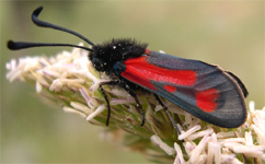 Zygaenidae d''Europa (del FNM)