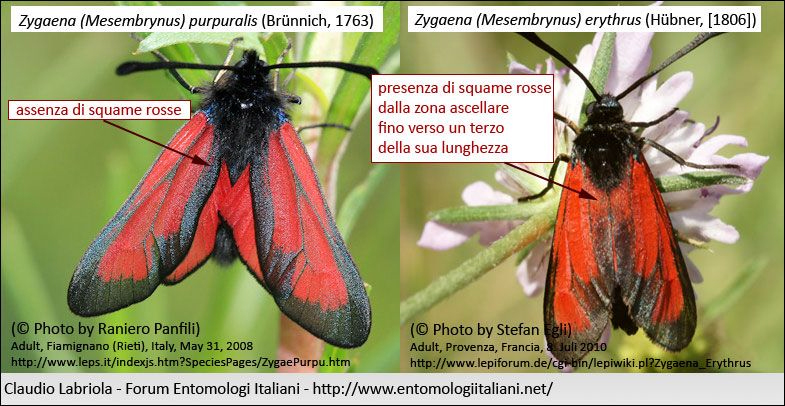 Chiavi di identificazione degli Zygaenidae d''Italia