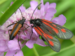 Chiavi di identificazione degli Zygaenidae d''Italia