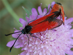 Zygaenidae d''Europa (del FNM)