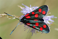 Chiavi di identificazione degli Zygaenidae d''Italia