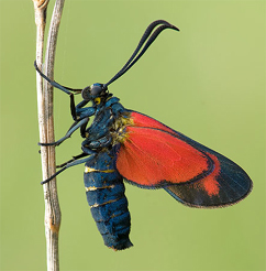 Chiavi di identificazione degli Zygaenidae d''Italia