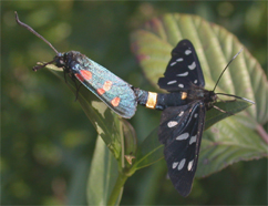 Chiavi di identificazione degli Zygaenidae d''Italia