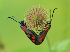 Chiavi di identificazione degli Zygaenidae d''Italia