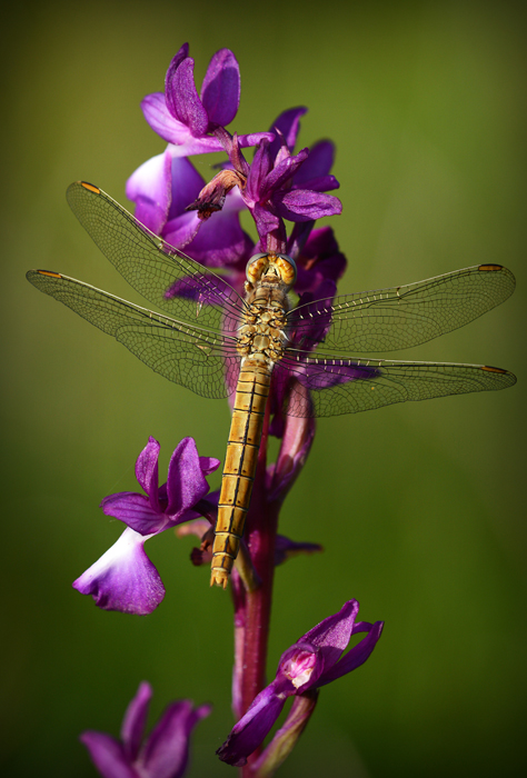 LIBELLULA..........????