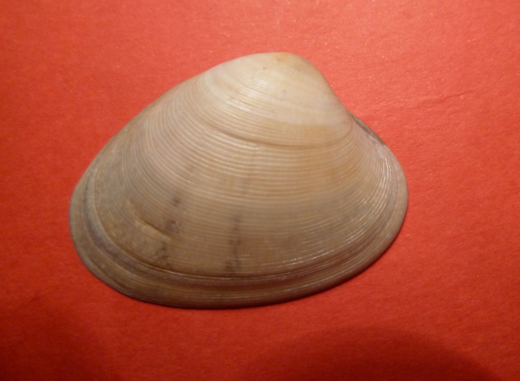 Tapes rhomboides? , Natura Mediterraneo Forum Naturalistico