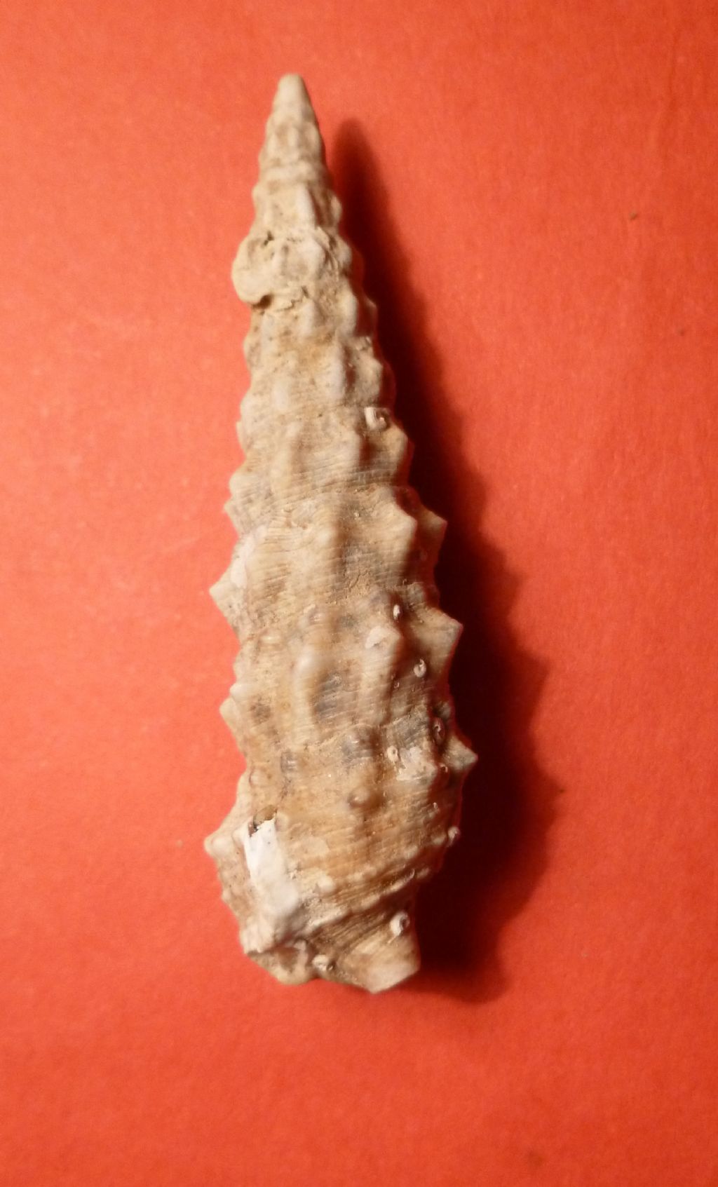 Cerithium da determinare