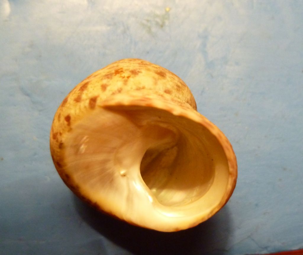 Trochide da determinare