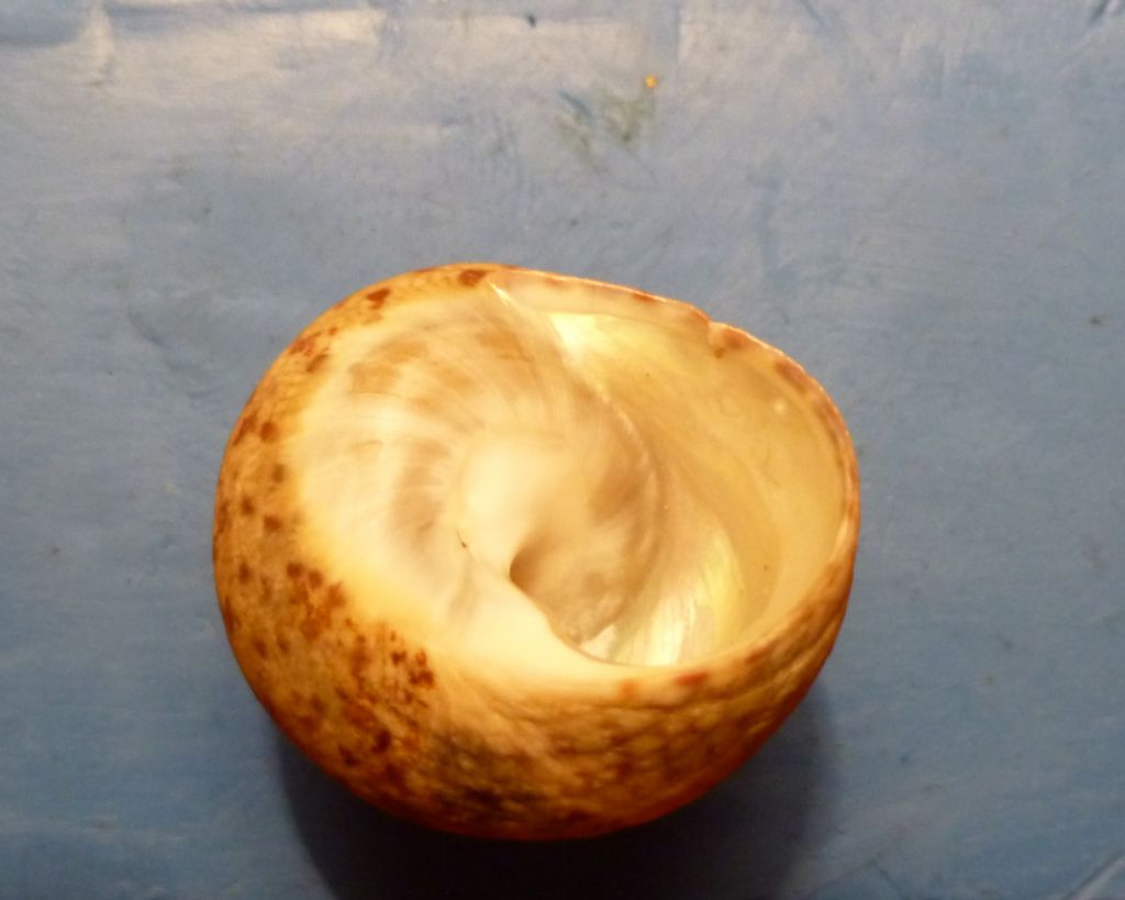 Trochide da determinare