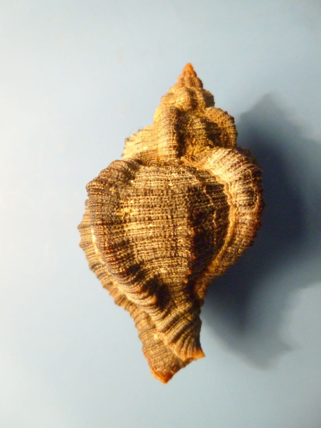 Altro Muricidae da determinare