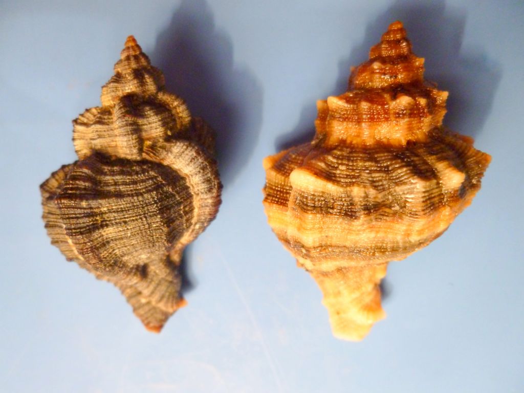 Altro Muricidae da determinare