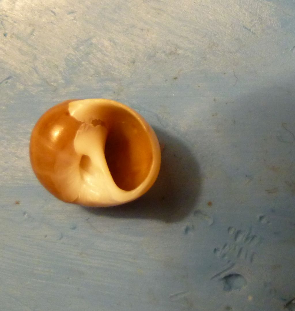 naticide da determinare