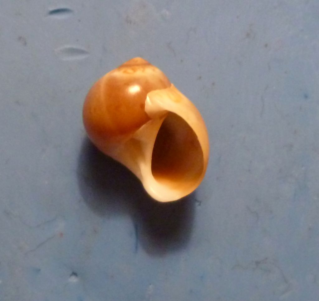 naticide da determinare