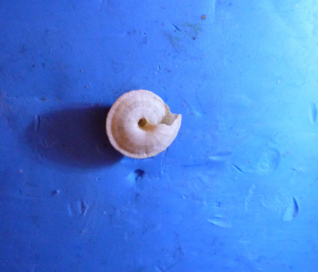 gasteropode da determinare