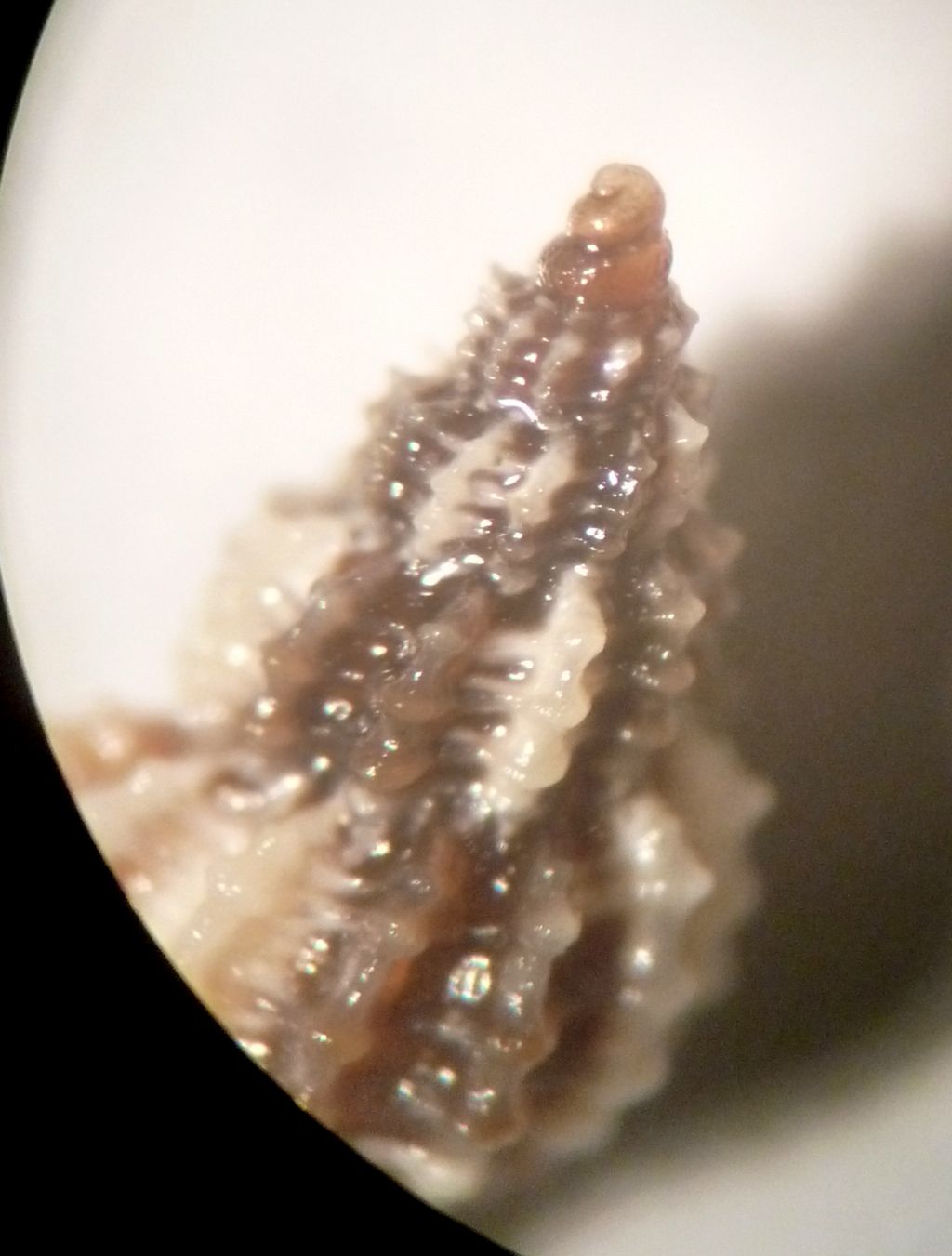 Raphitoma da determinare