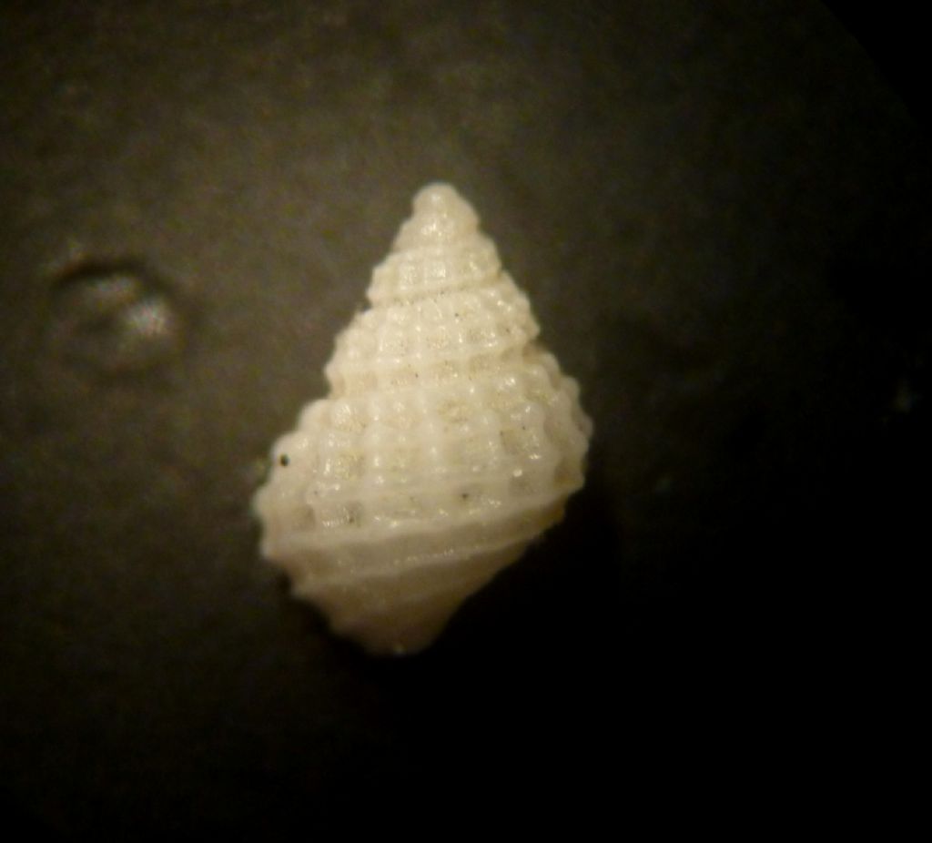 Alvania da determinare